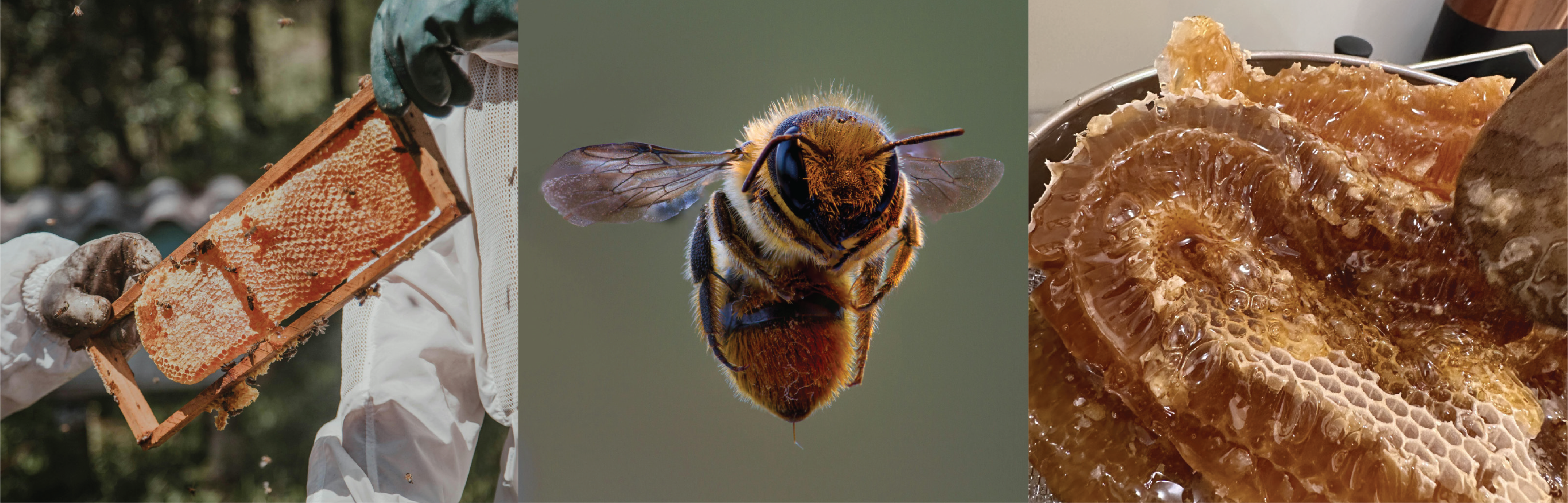 Apiary Day Tour Huskisson Jervis Bay Shoalhaven South Coast Corporate Incentive Retreat Activity School Retirees Groups Families