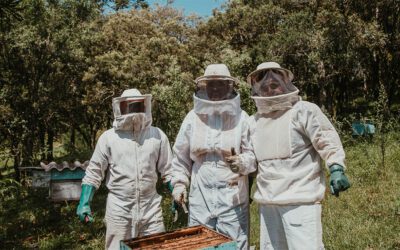 Bees and Honey Apiary Day Tour