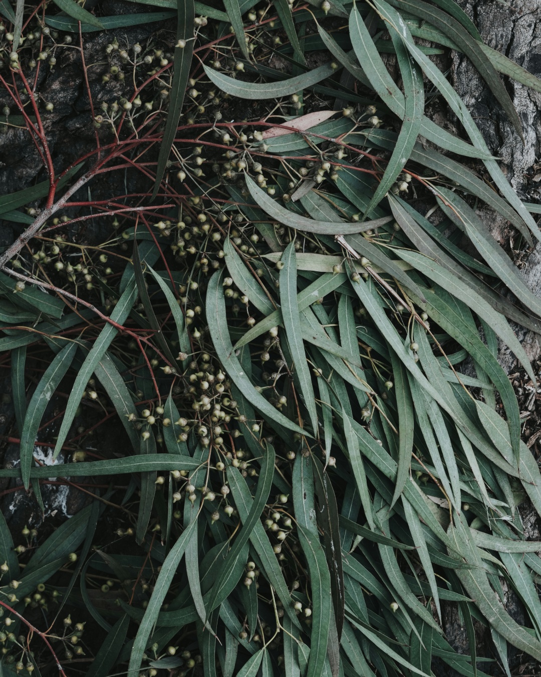 Eucalyptus leaves and gumnuts