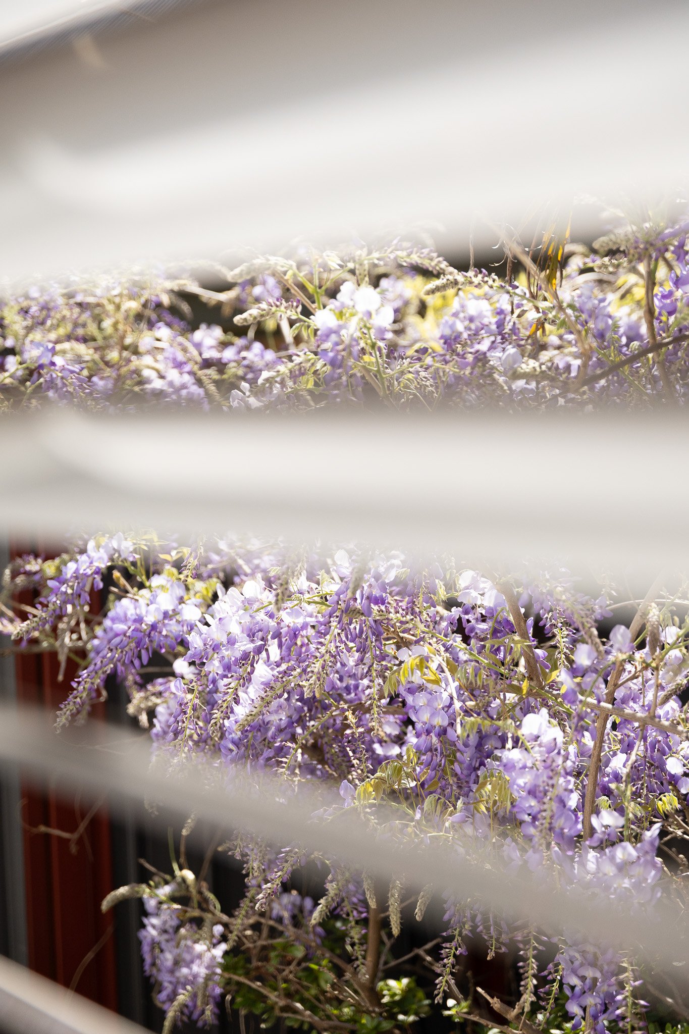 Wisteria in bloom seen through white shutters
